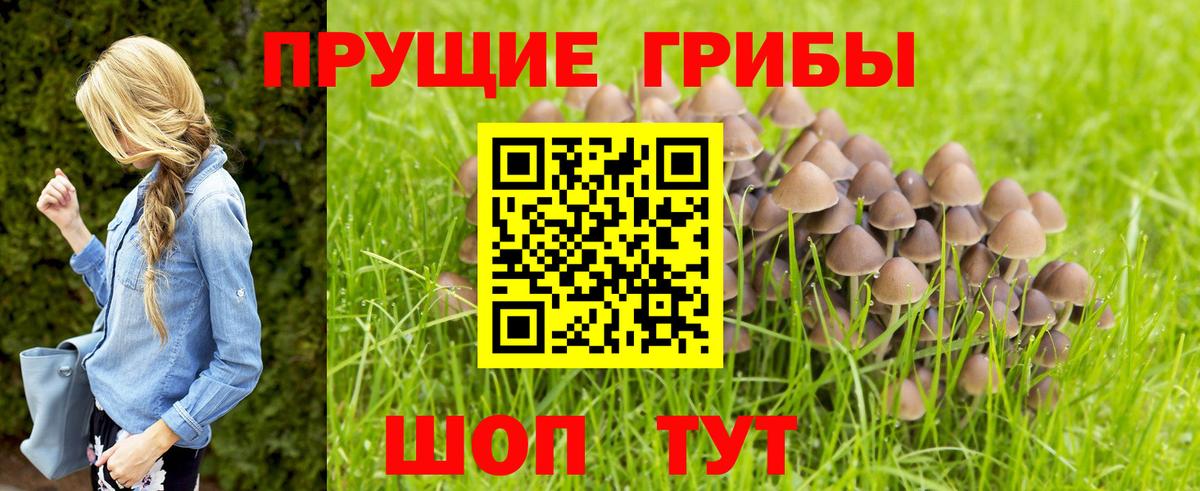 Галлюциногенные грибы Psilocybine cubensis  Зима 