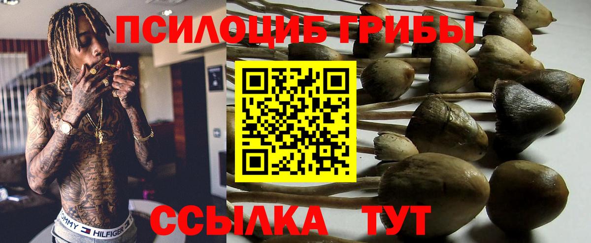 Галлюциногенные грибы прущие грибы Зима
